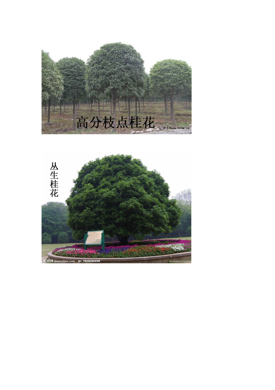 常规苗木苗圃种植规划.doc_第4页