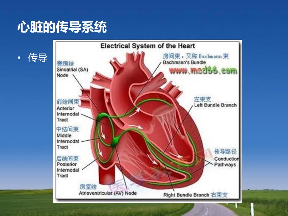 房颤伴差传演示文稿_第2页