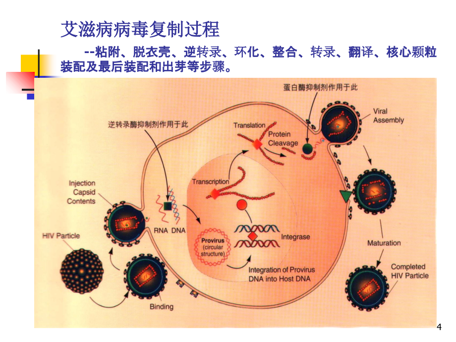 艾滋病基本知识流行形势资料_第4页