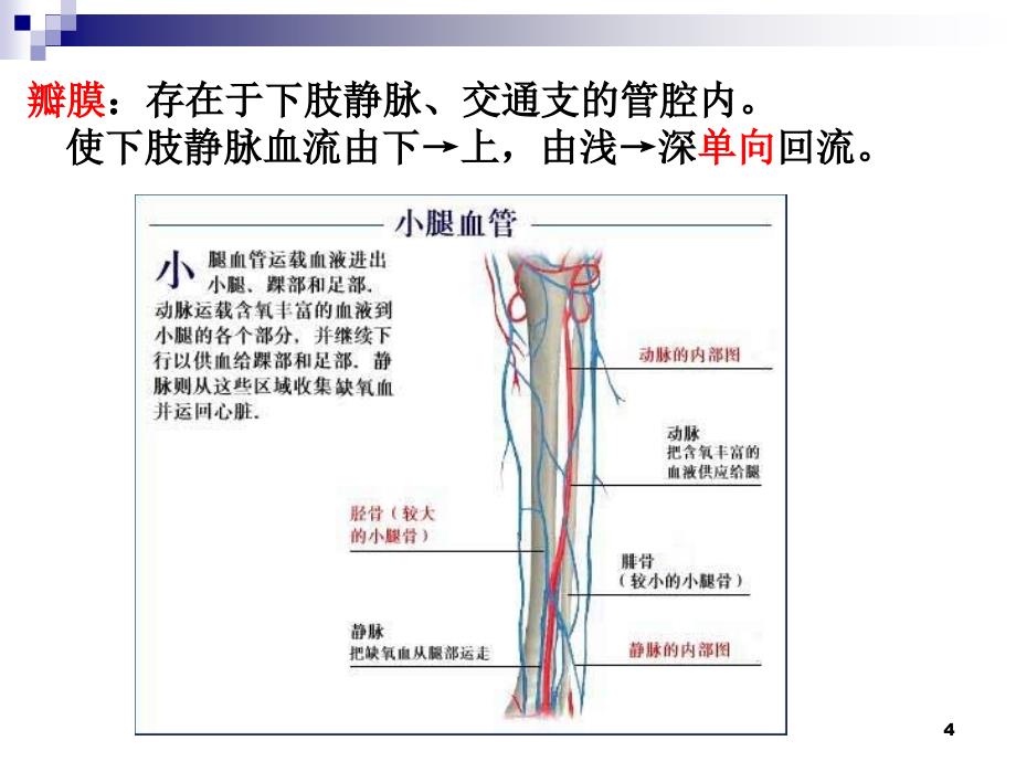 医用弹力袜的穿脱PPT幻灯片课件_第4页