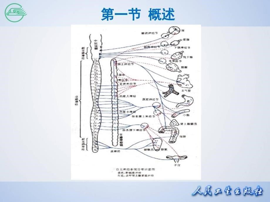 传出神经系统药理学概论-(2)_第5页