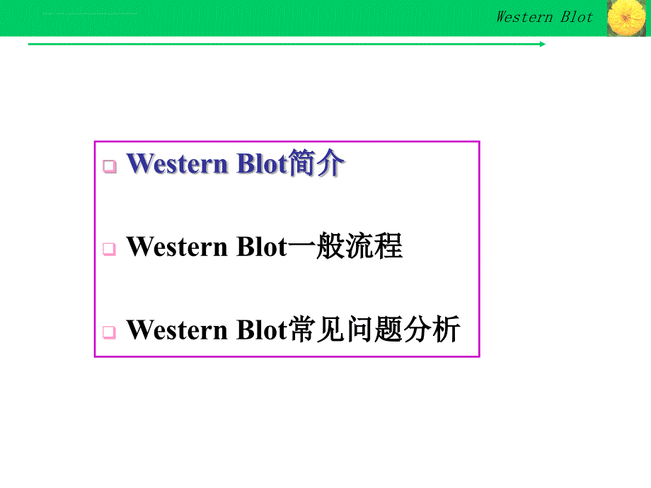 Western-Blot详解及问题分析_第2页