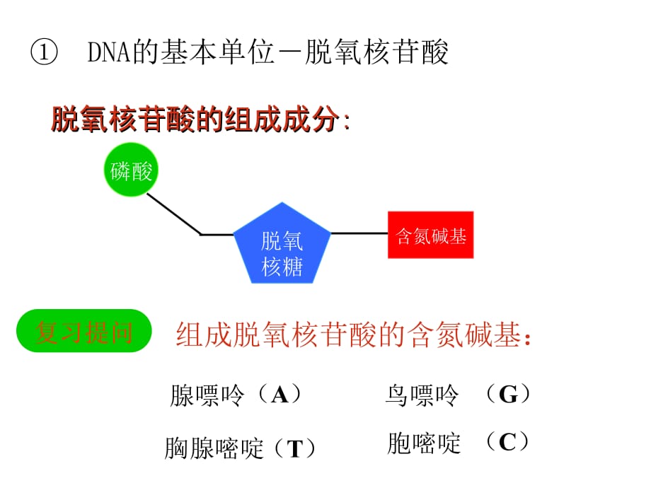 DNA分子平面结构微课_第4页