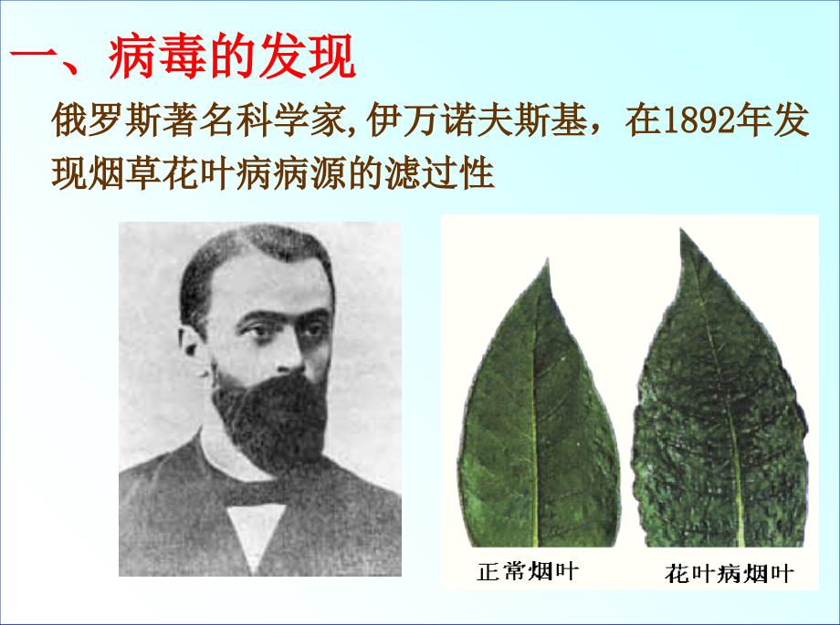 八年级生物：新人教版八年级生物上册病毒精品中学课件_第2页