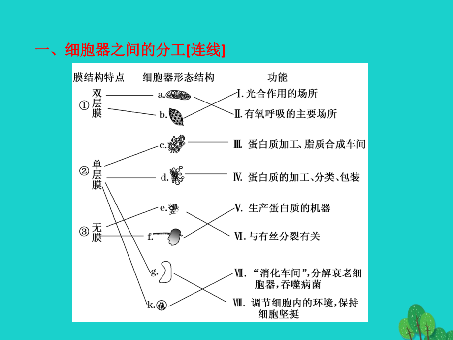 山东省乐陵市高中生物 第三章 细胞的基本结构 3.2 细胞器——系统内的分工与合作课件 新人教版必修1_第3页