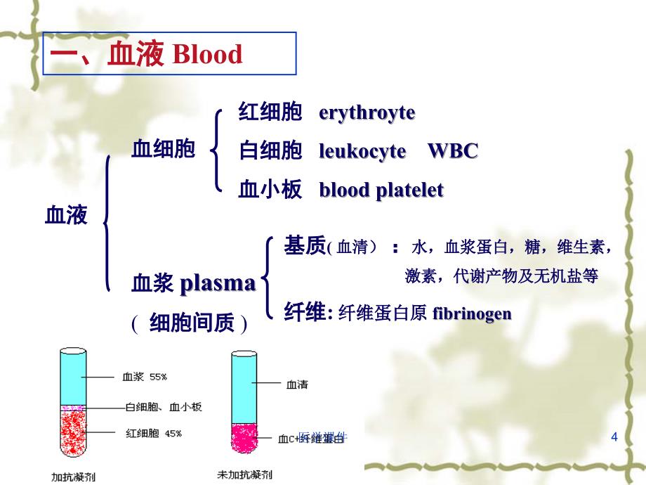 组织学与胚胎学-第4章-血液和淋巴-课件_第4页