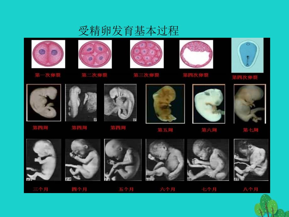 七年级生物上册 2.4.1 细胞的分裂与分化课件2 苏教版_第3页