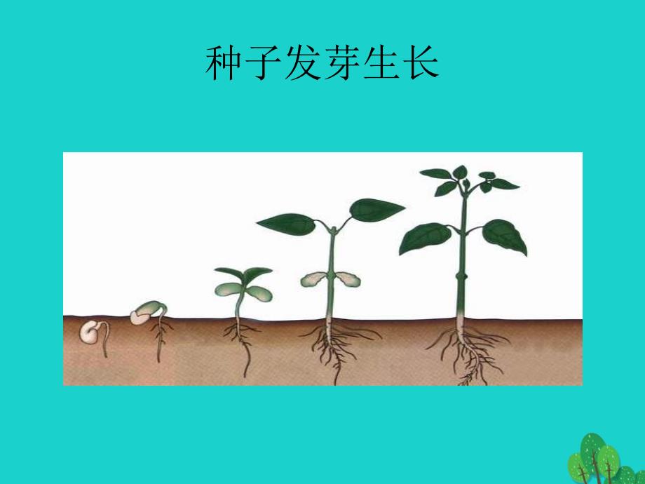 七年级生物上册 2.4.1 细胞的分裂与分化课件2 苏教版_第4页