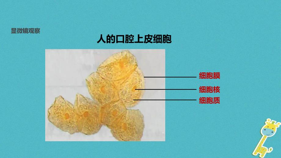 七年级生物上册 2.1.3《动物细胞》教学课件 （新版）新人教版_第4页