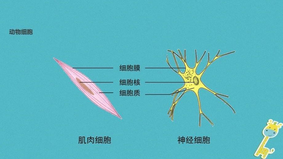 七年级生物上册 2.1.3《动物细胞》教学课件 （新版）新人教版_第5页