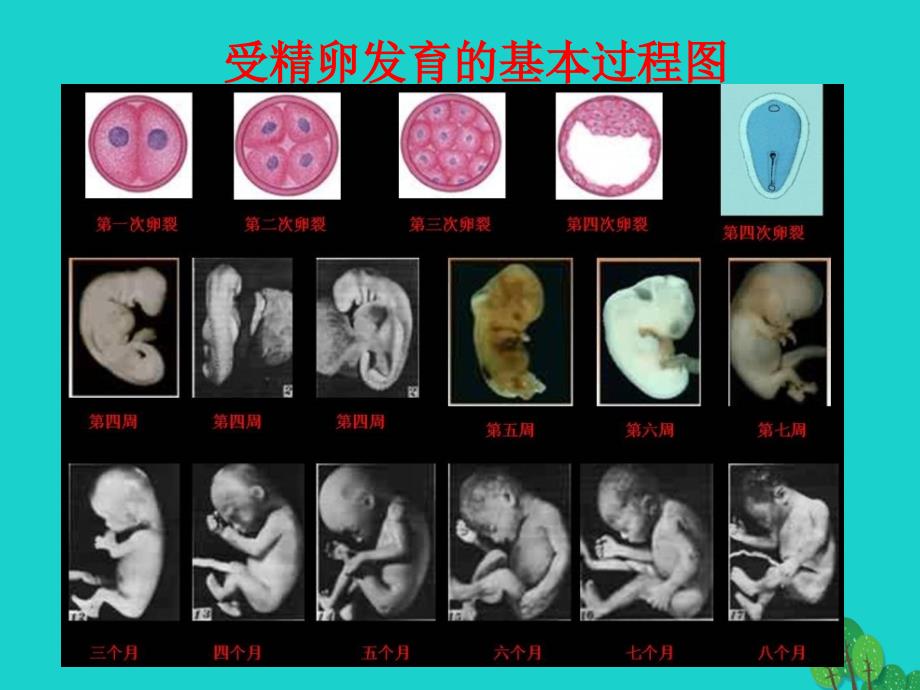 七年级生物上册 2.4.1 细胞的分裂与分化课件1 苏教版_第2页