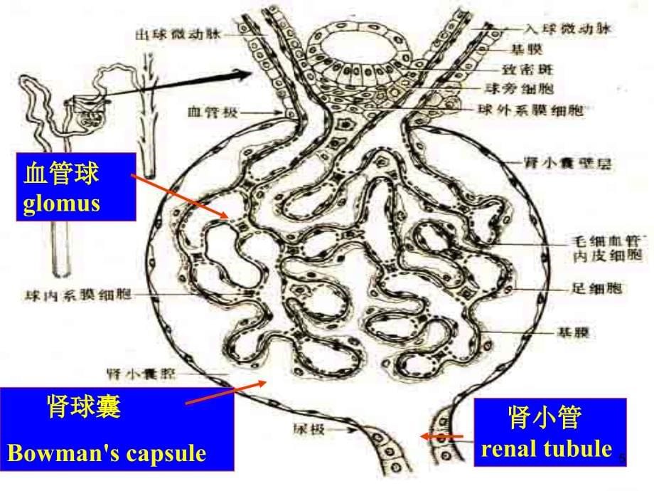 泌尿系统疾病 (7)_第5页