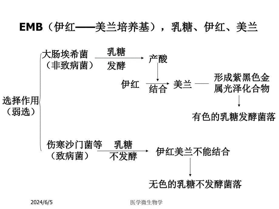 医学微生物学课件第8章肠杆菌科_第5页