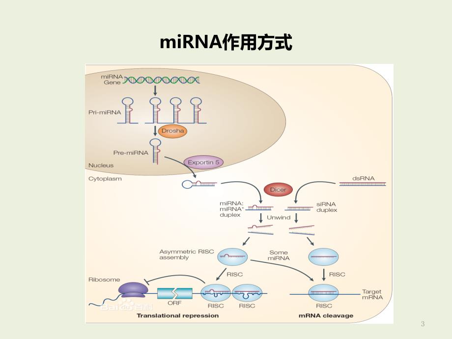 ceRNA机制及研究方案介绍PPT幻灯片课件_第3页