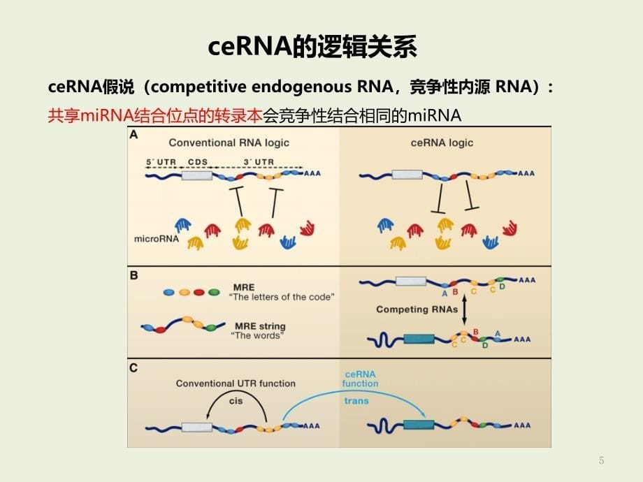 ceRNA机制及研究方案介绍PPT幻灯片课件_第5页