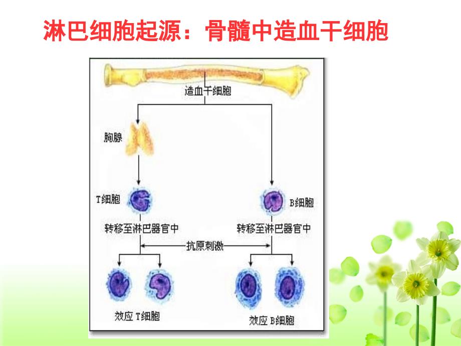 免疫调节-(2)[精品课件]_第4页