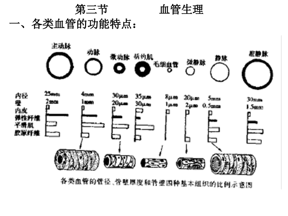 生理学第七版血液循环精品_第2页