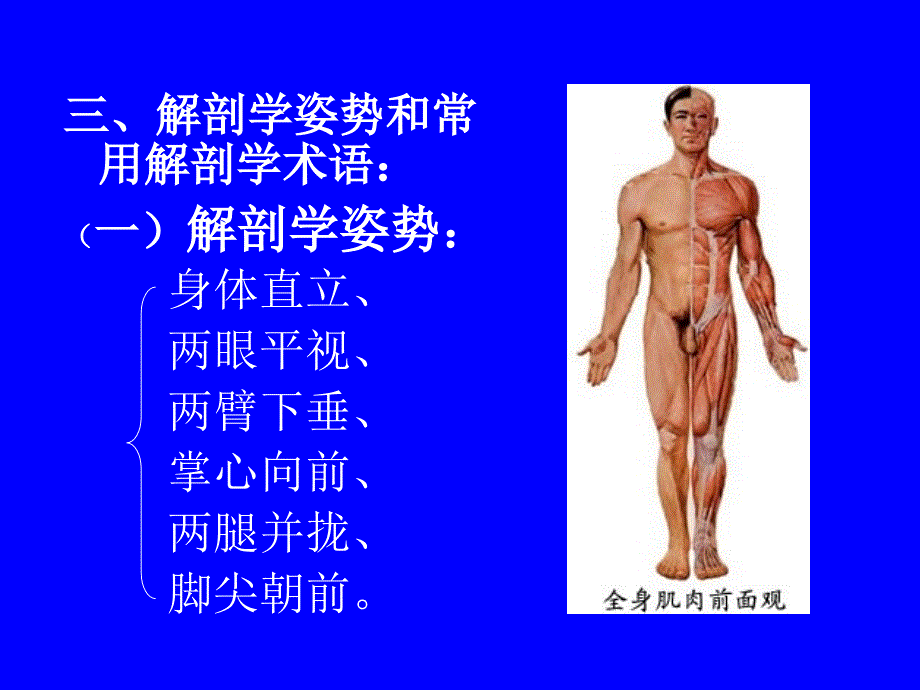 系统解剖学课件(-完整版)_第4页