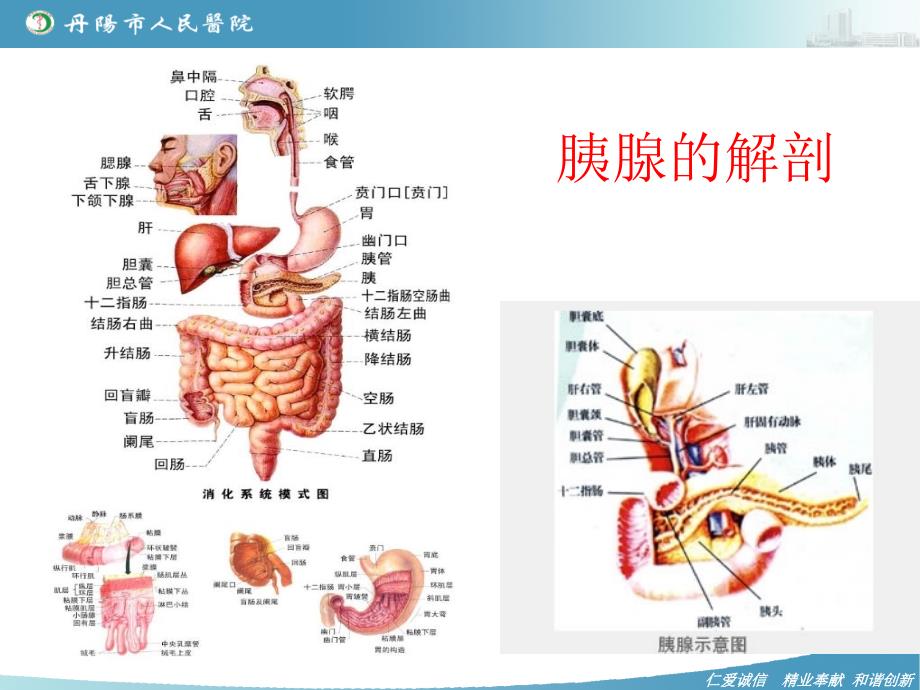 胰腺炎-业务学习_第2页