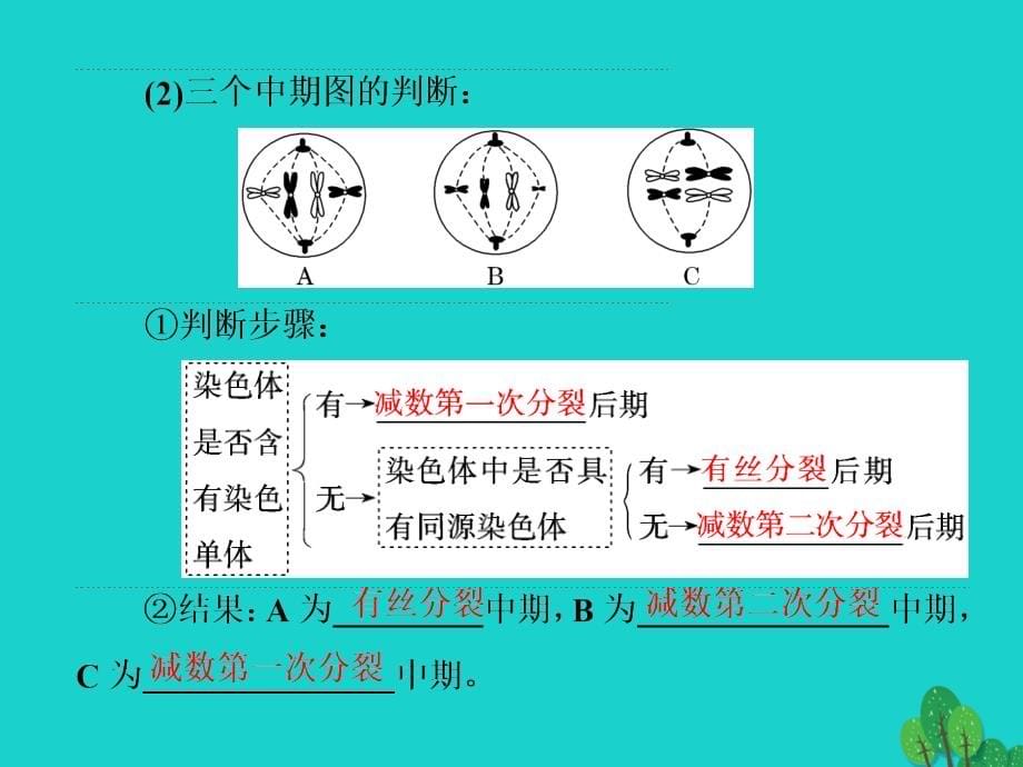 练酷版2017版高考生物一轮复习 第四单元 细胞的生命历程 第2讲 减数分裂和受精作用（第2课时）减数分裂与有丝分裂及与变异的关系课件（必修1）_第5页