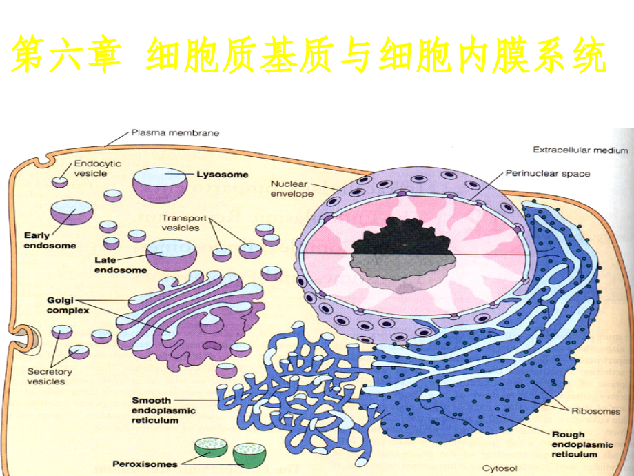 细胞生物学-7细胞质基质与细胞内膜-01课件_第1页