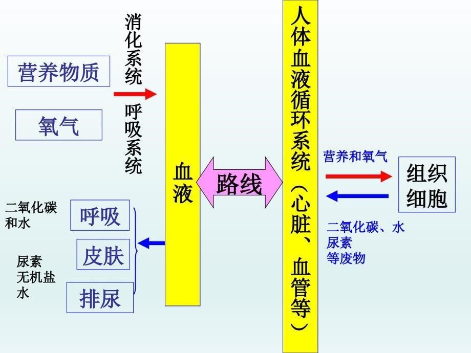 人教版七年级生物下册5.1泌尿系统课件共25张_第5页