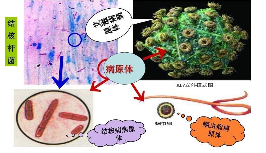 人教版八年级下册生物课件：8.1.1传染病及其预防共29张_第5页