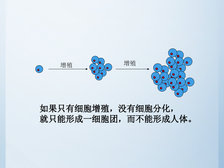 细胞分化干细胞细胞生物学课件_第4页