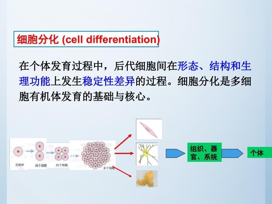 细胞分化干细胞细胞生物学课件_第5页