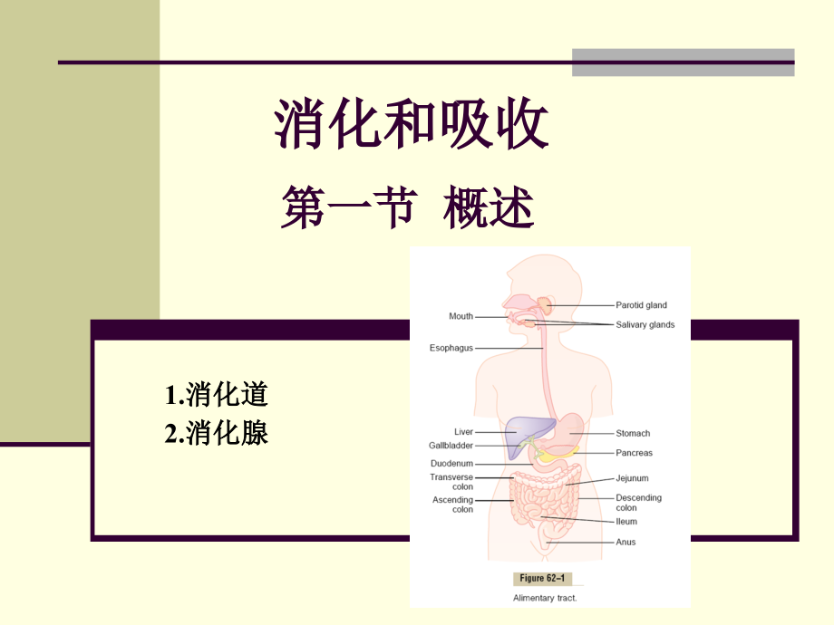 消化和吸收-2013.10_第2页