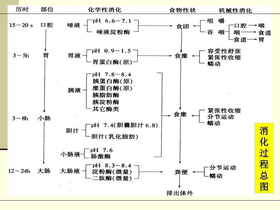 消化和吸收-2013.10_第5页