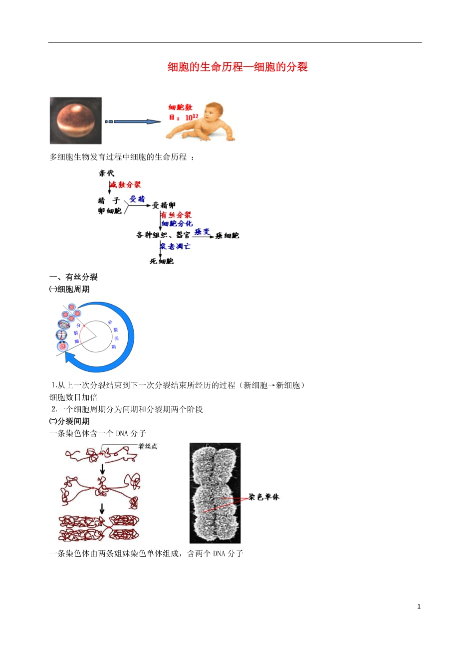 高中物理细胞的增殖素材新人教版必修1_第1页