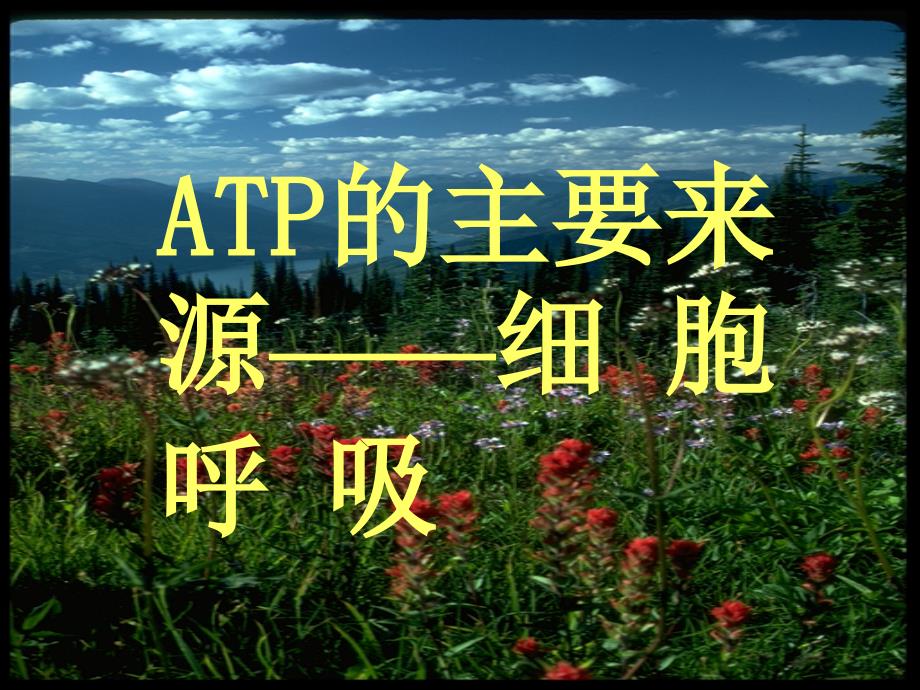 生物53《atp的主要来源细胞呼吸》课件（新人教版必修1）_第1页