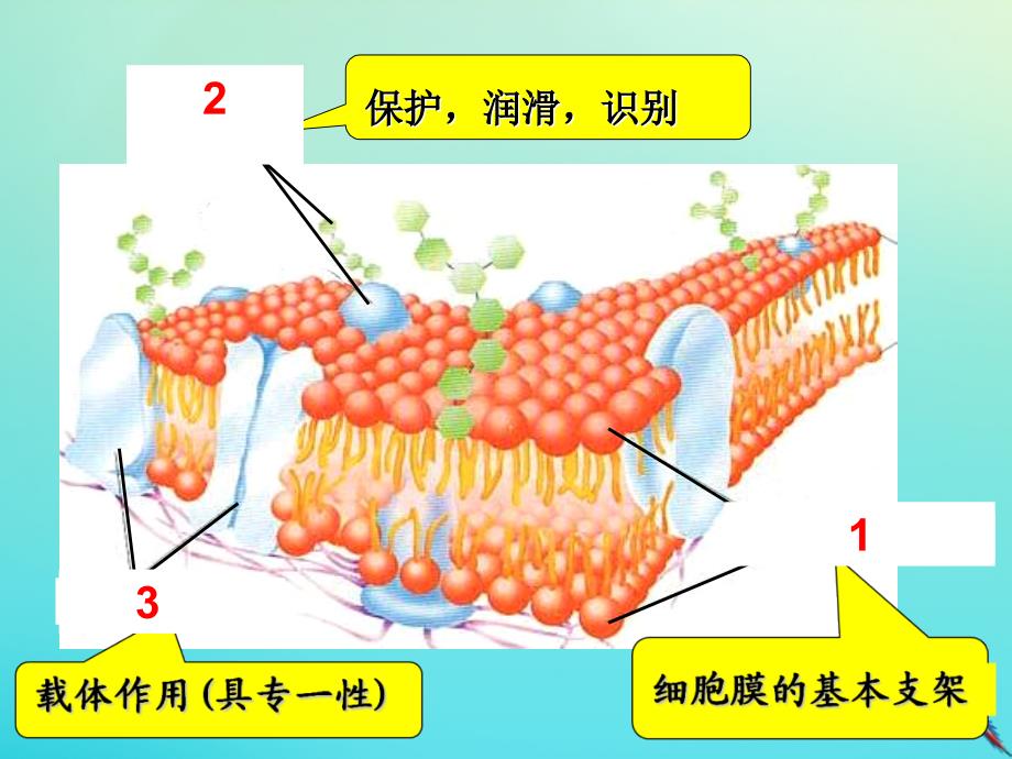 2019_2020学年高中生物第4章第3节物质跨膜运输的方式1课件新人教版必修.ppt_第4页