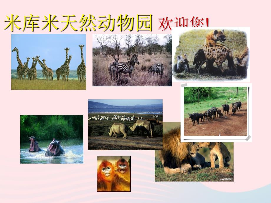 六年级语文上册第二单元5天然动物园漫游记教学课件北京版.ppt_第3页
