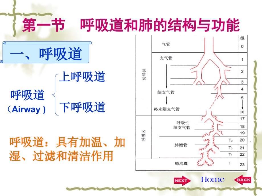 《生理学》第五章-呼吸教学内容_第5页