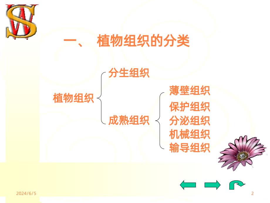 《药用植物学》专科课件-二植物组织ppt课件_第2页