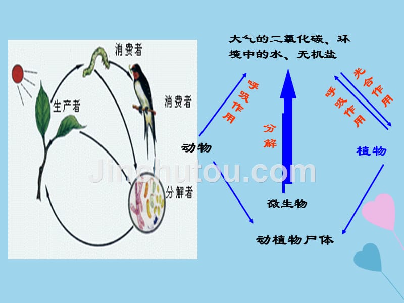 2019秋八年级生物上册第五单元生物圈中的其他生物第四章细菌和真菌第四节细菌和真菌在自然界中的作用课件2新版新人教版.ppt_第3页