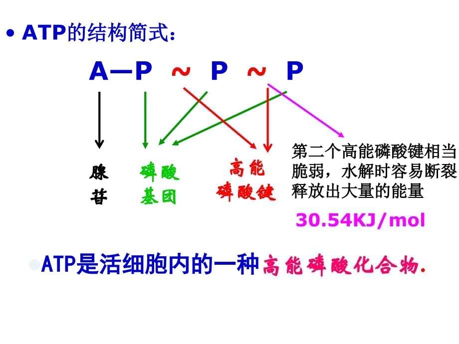 5.2《细胞的能量“通货”──ATP》课件讲课资料_第5页