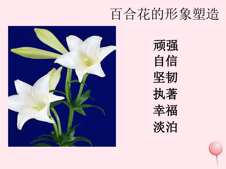 六年级语文上册第三单元12百合花开名师推荐课件北京版.ppt_第4页