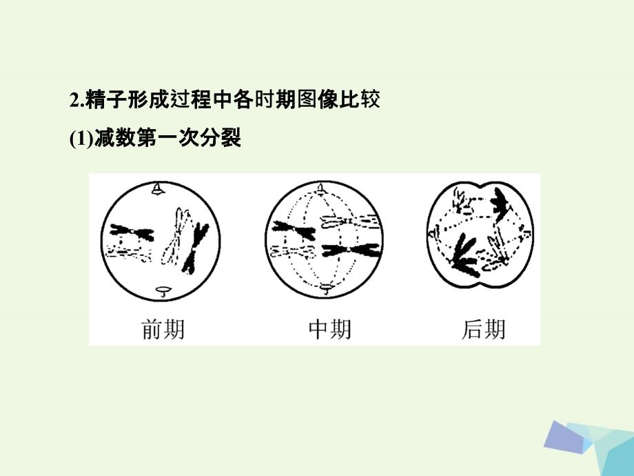 2017_2018年高中生物第二章基因和染色体的关系第1节减数分裂和受精作用第2课时课件新人教版必修.ppt_第4页