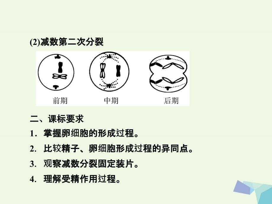 2017_2018年高中生物第二章基因和染色体的关系第1节减数分裂和受精作用第2课时课件新人教版必修.ppt_第5页