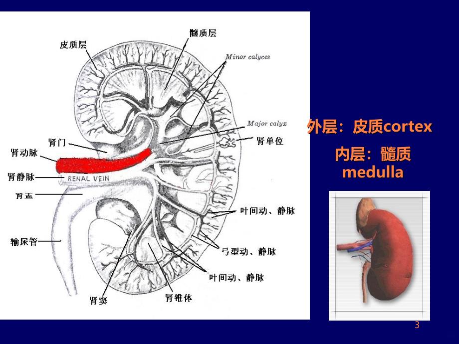 《常用肾脏功能实验室检查》ppt课件_第3页