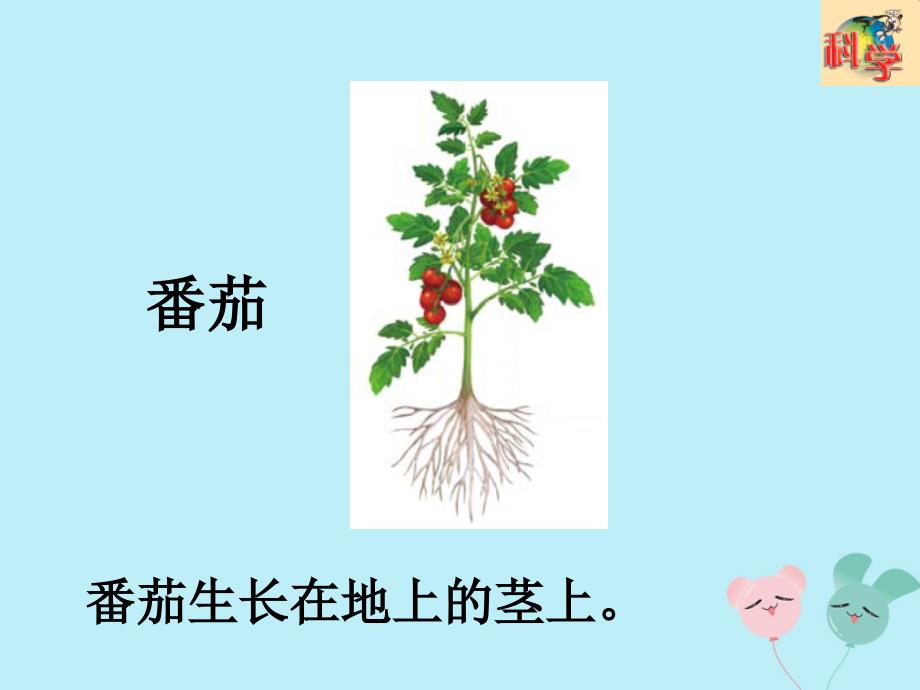 二年级科学上册第1单元身边的植物第4课番茄与花生课件新版粤教版.ppt_第4页