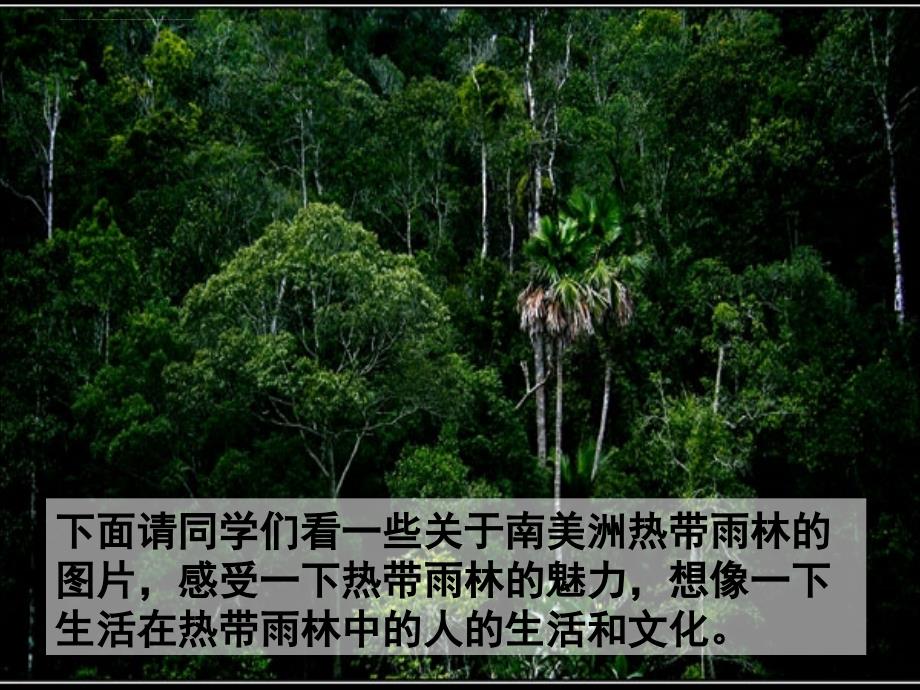 热带雨林的故事课文_第4页
