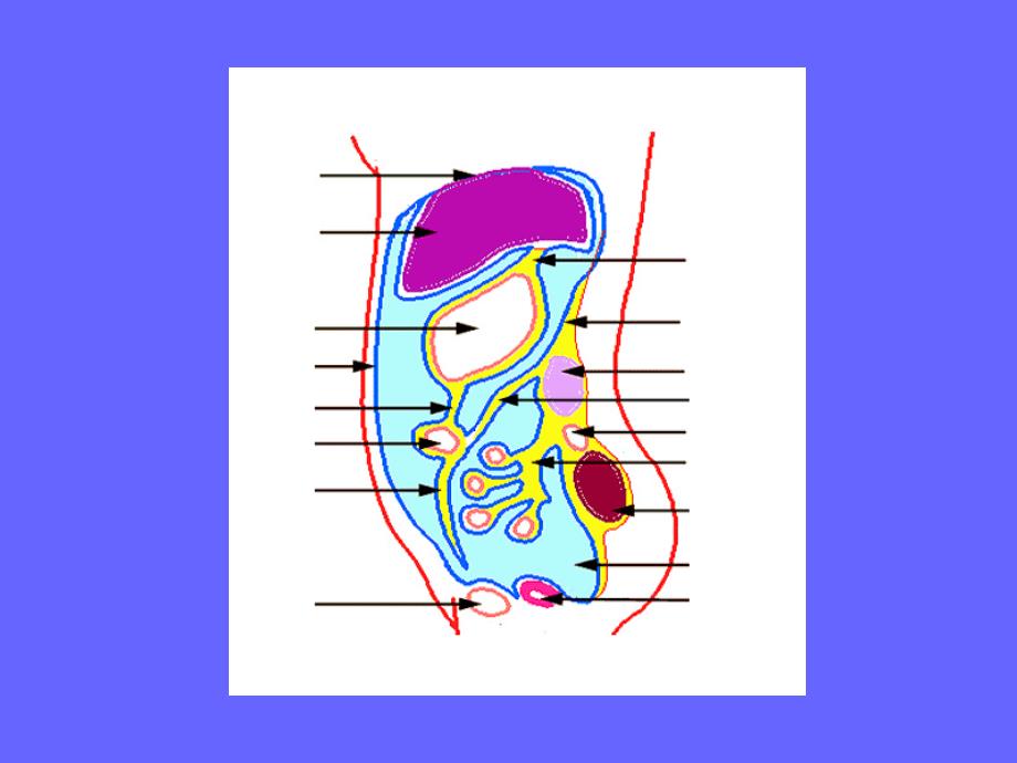 急性化脓性腹膜炎病人的护理02965PPT课件_第4页