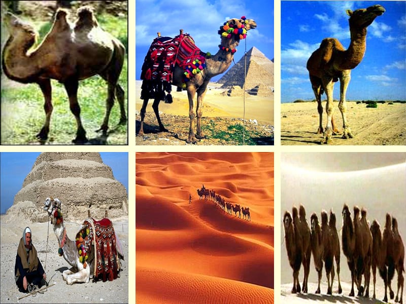 16找骆驼课件学习资料_第2页
