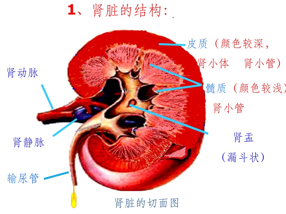 肾脏的结构71376ppt课件_第2页