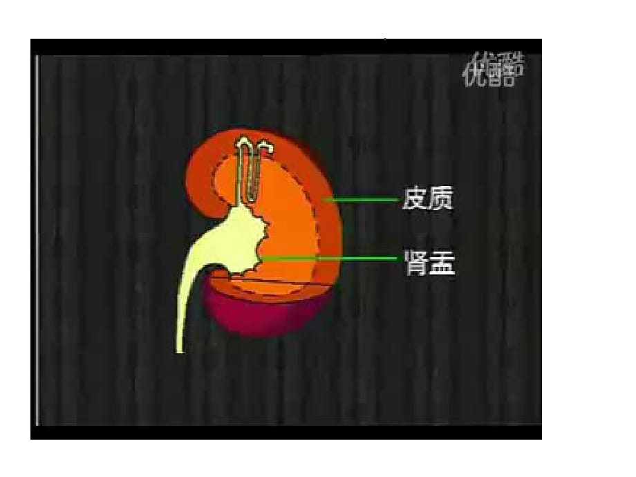 肾脏的结构71376ppt课件_第3页