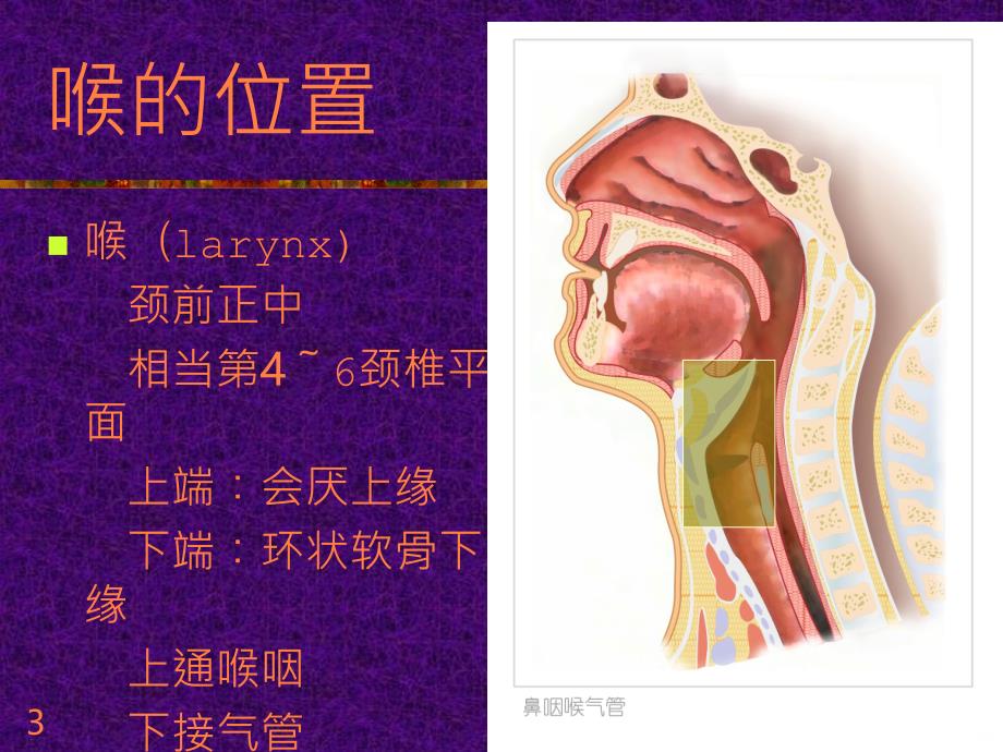 耳鼻咽喉头颈外科学教学 12级麻醉、影像专业喉部解剖及生理ppt课件_第3页